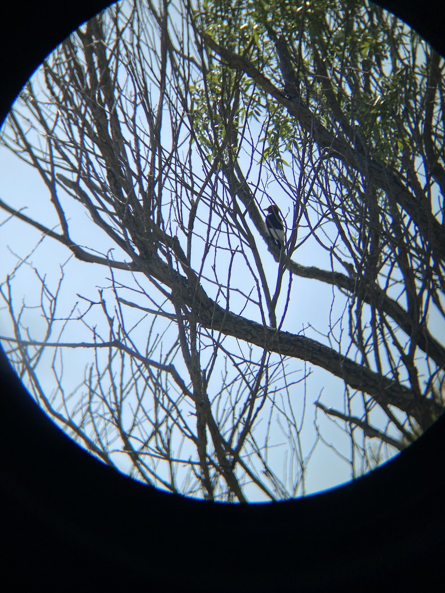 Red-headed Woodpecker - ML619244655