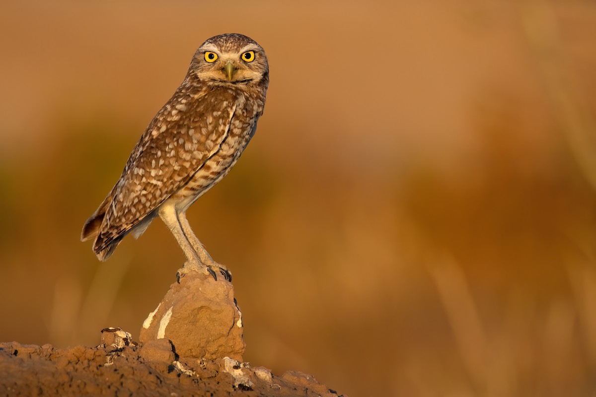 Burrowing Owl - ML619244666