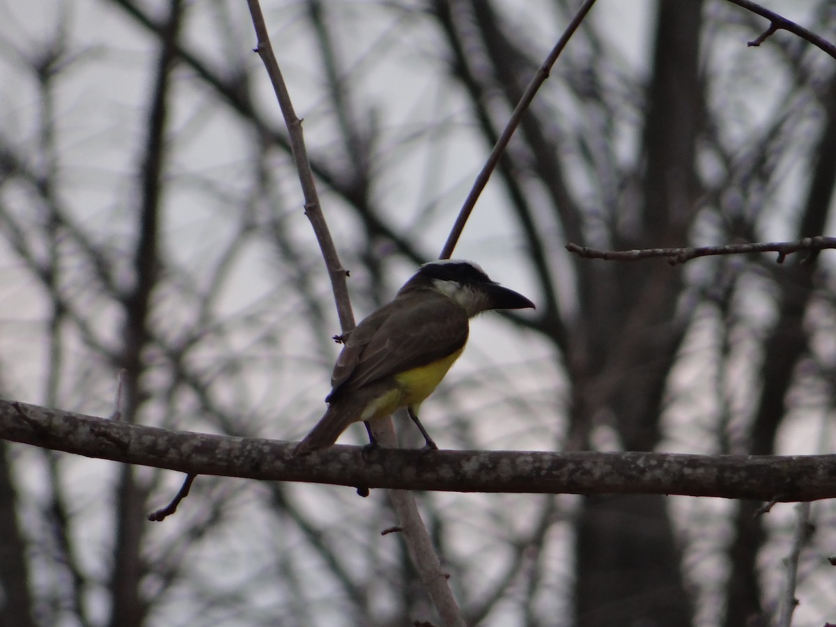 Boat-billed Flycatcher - ML619244667