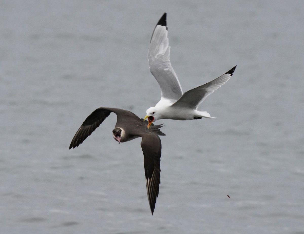 Parasitic Jaeger - ML619244669