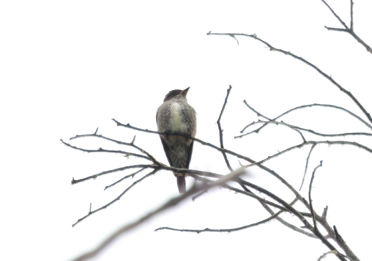 Olive-sided Flycatcher - ML619244672