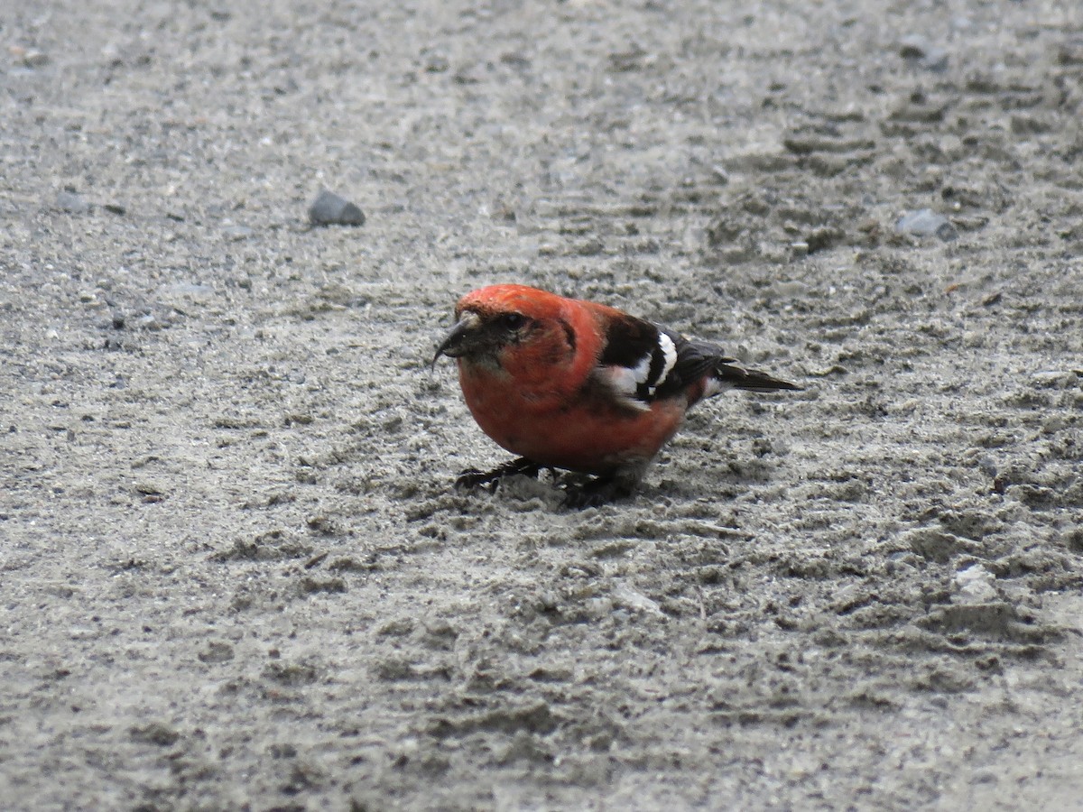 White-winged Crossbill - Christopher Reidy