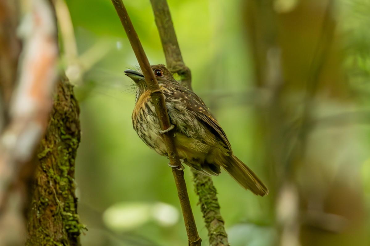 White-whiskered Puffbird - Mason Flint