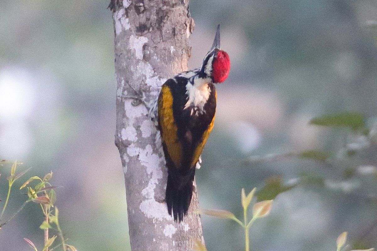 White-naped Woodpecker - Christopher Escott