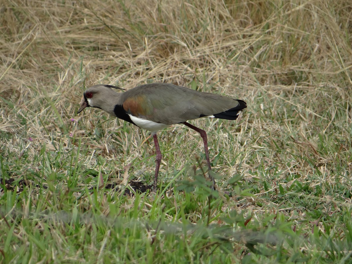 Southern Lapwing - Cristian Meneses