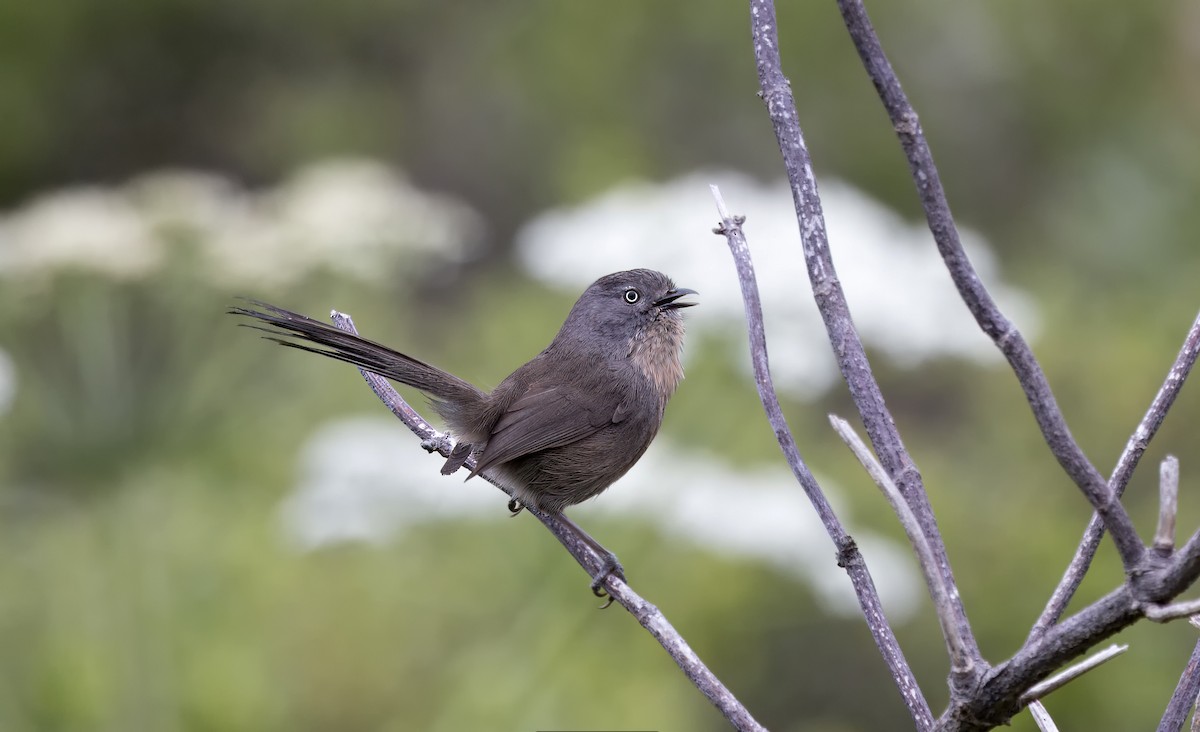 Wrentit - Loni Ye