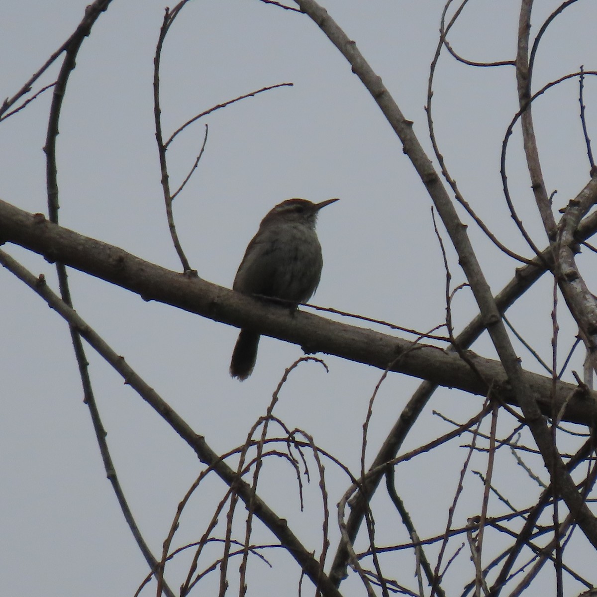 Bewick's Wren - Brian Nothhelfer