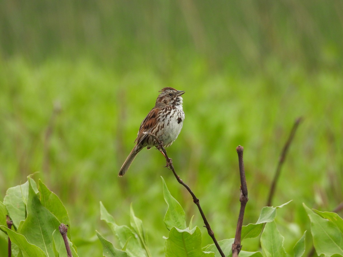 Song Sparrow - Christine Hogue