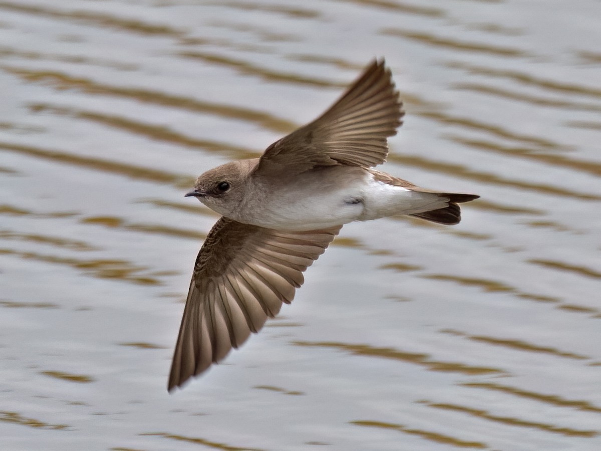 Northern Rough-winged Swallow - Robert Hamilton