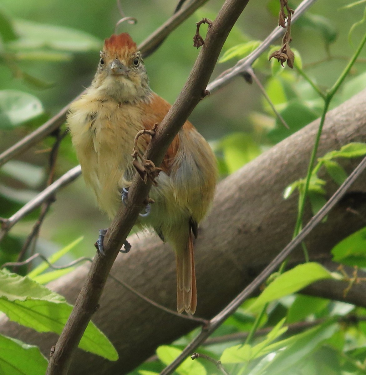 Barred Antshrike - Alfredo Correa