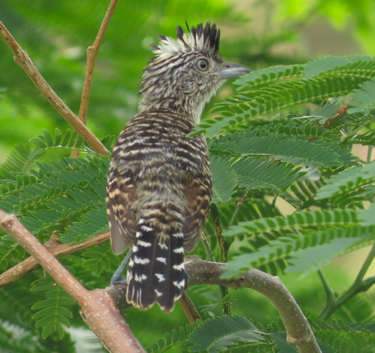 Barred Antshrike - Alfredo Correa