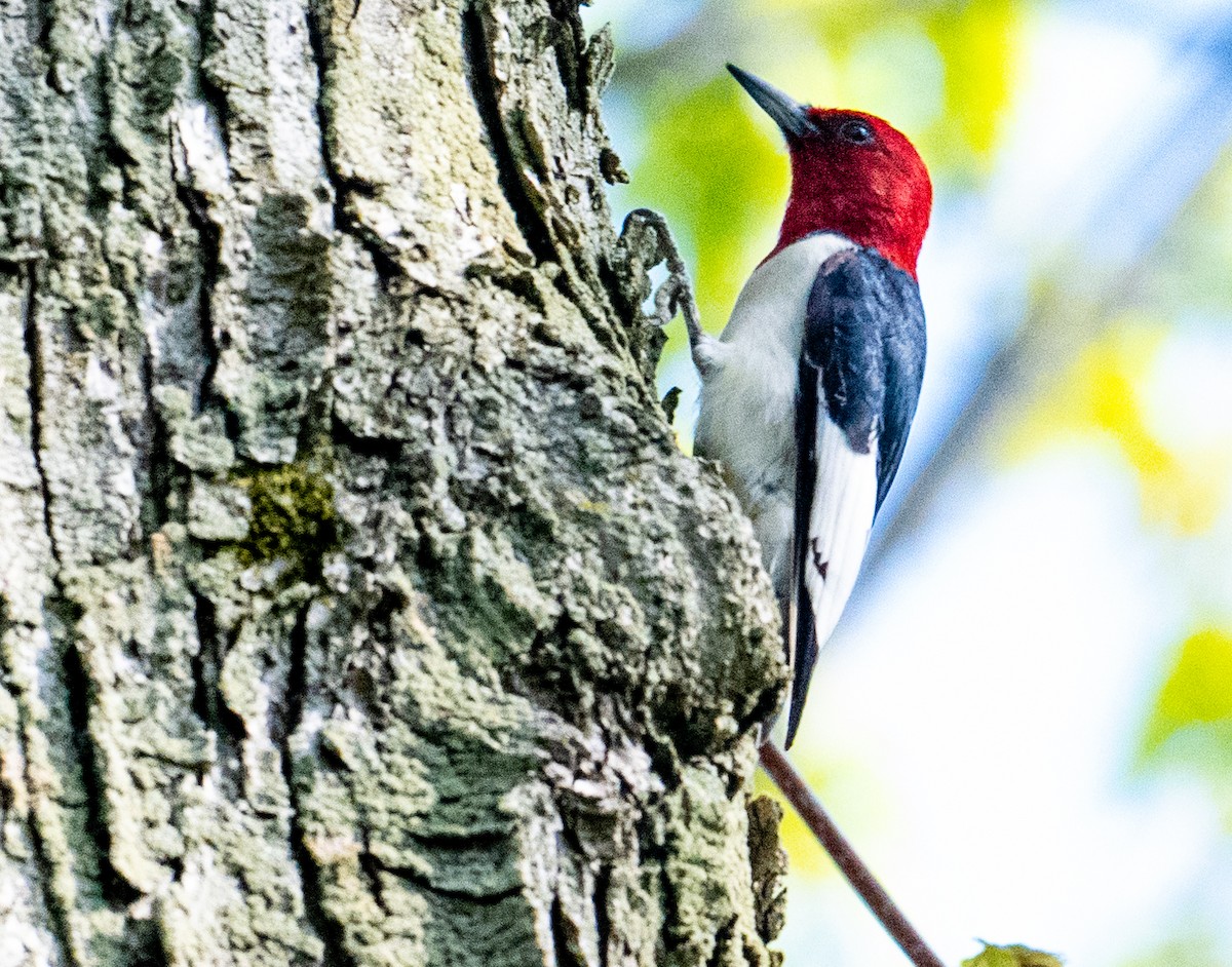 Red-headed Woodpecker - Laurence Green