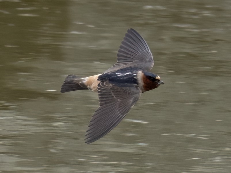 Cliff Swallow - Robert Hamilton