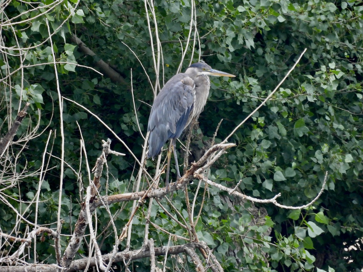 Great Blue Heron - Carolyn Willcox