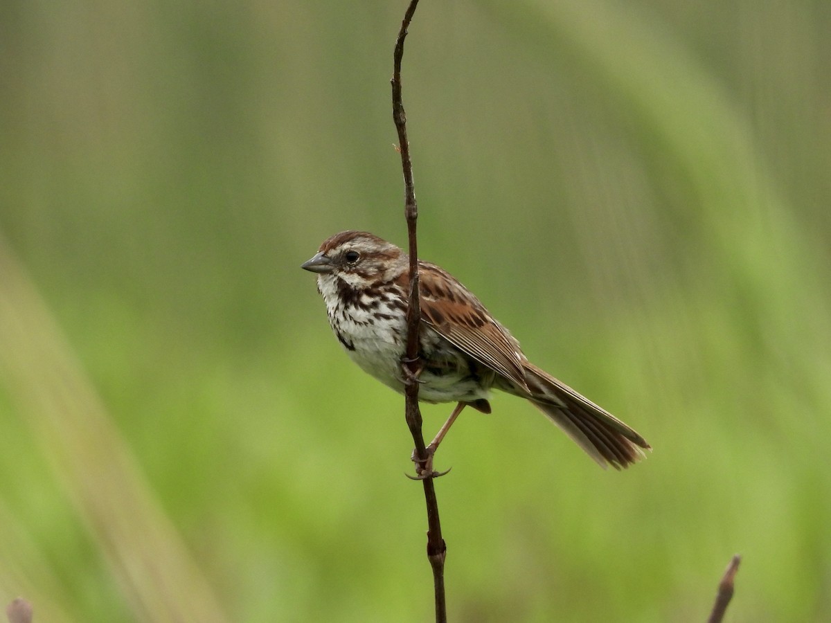 Song Sparrow - Christine Hogue