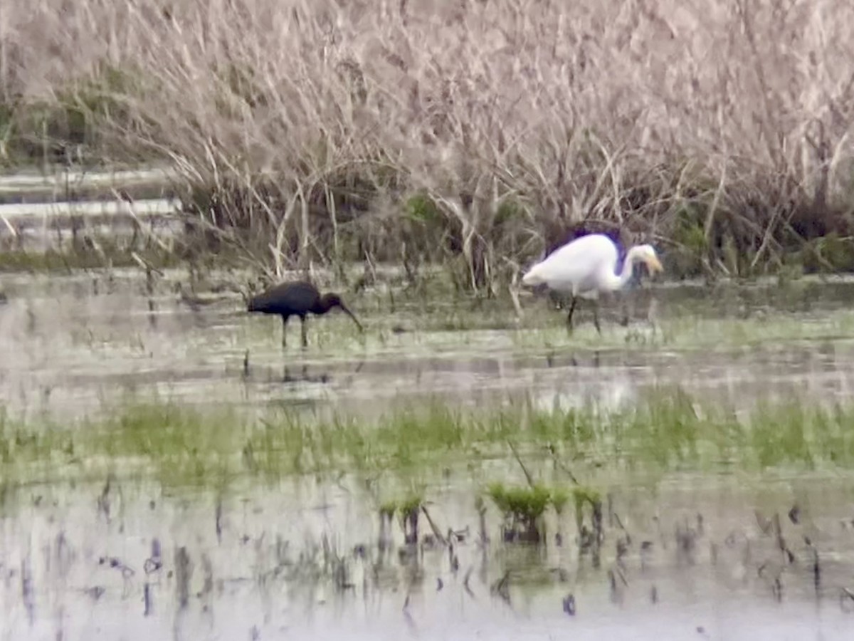 Glossy Ibis - ML619244778