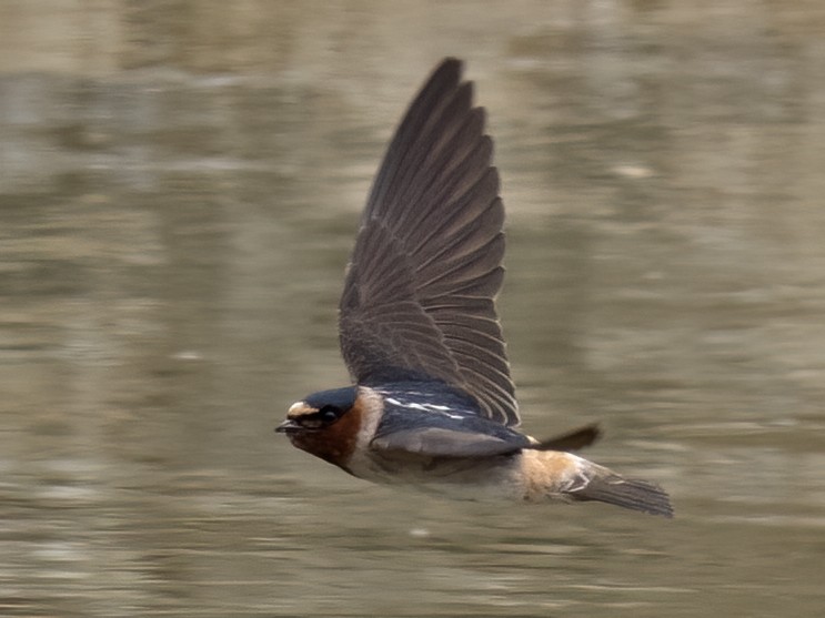 Cliff Swallow - Robert Hamilton