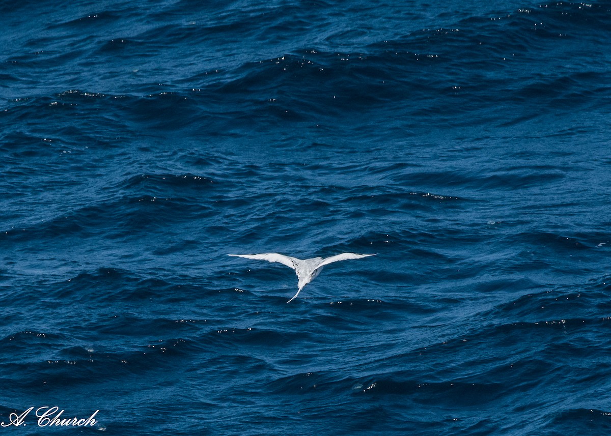 Red-billed Tropicbird - Alyssia Church🐿