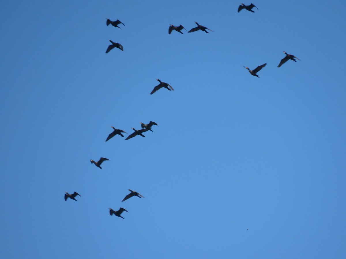 Neotropic Cormorant - Claudio Coloma (Irisnocturno)