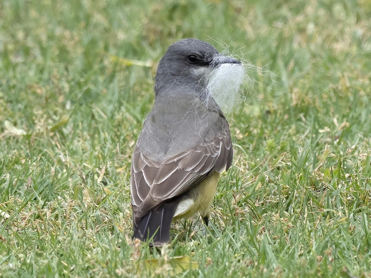 Cassin's Kingbird - Robert Hamilton