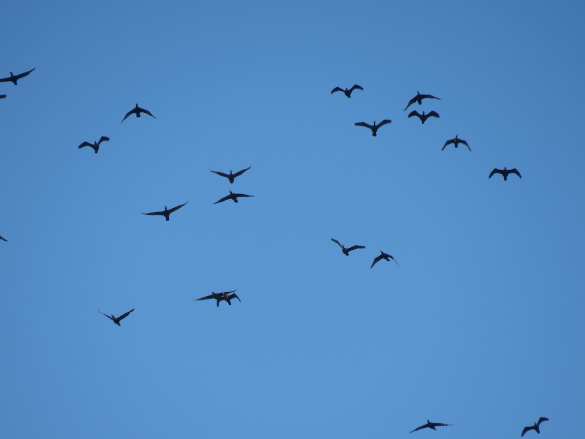 Neotropic Cormorant - Claudio Coloma (Irisnocturno)