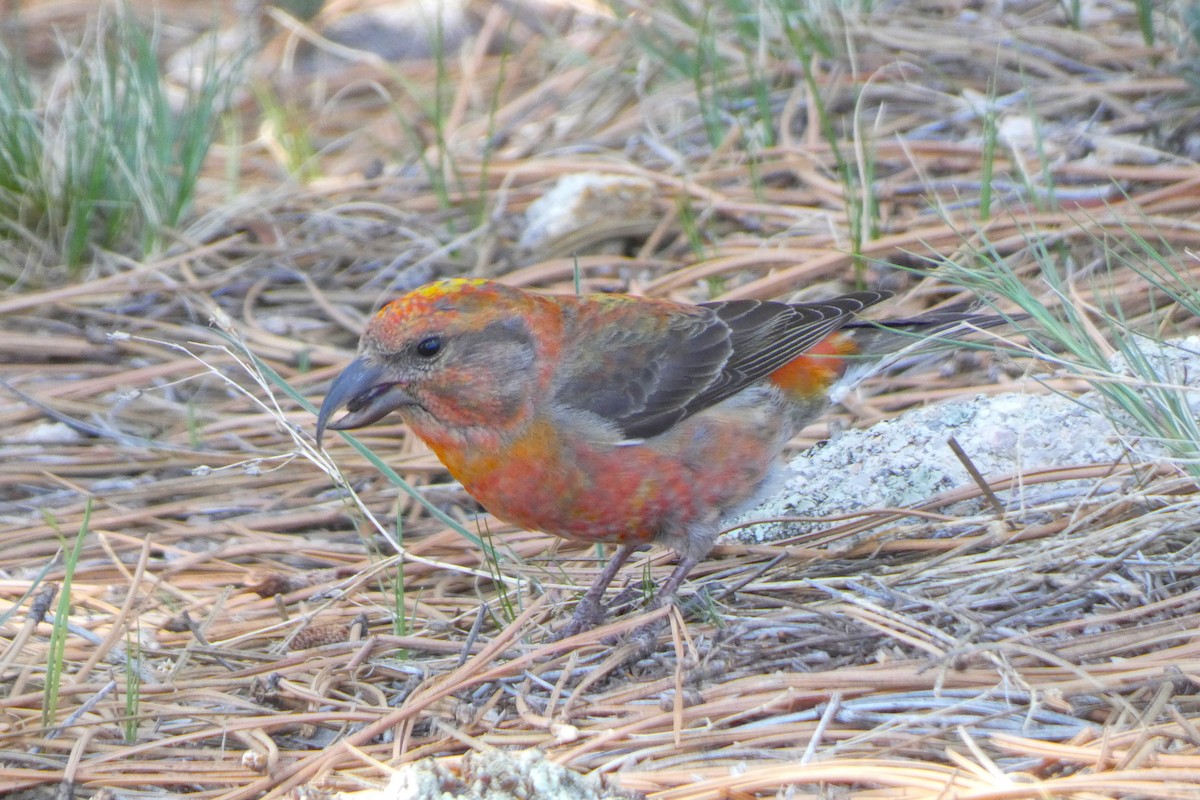 Red Crossbill - ML619244826