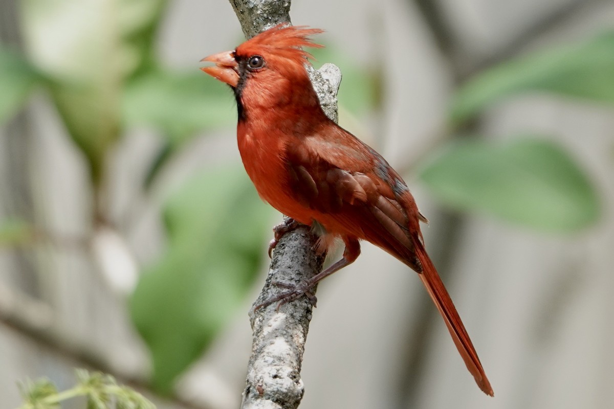 Northern Cardinal - Alena Capek