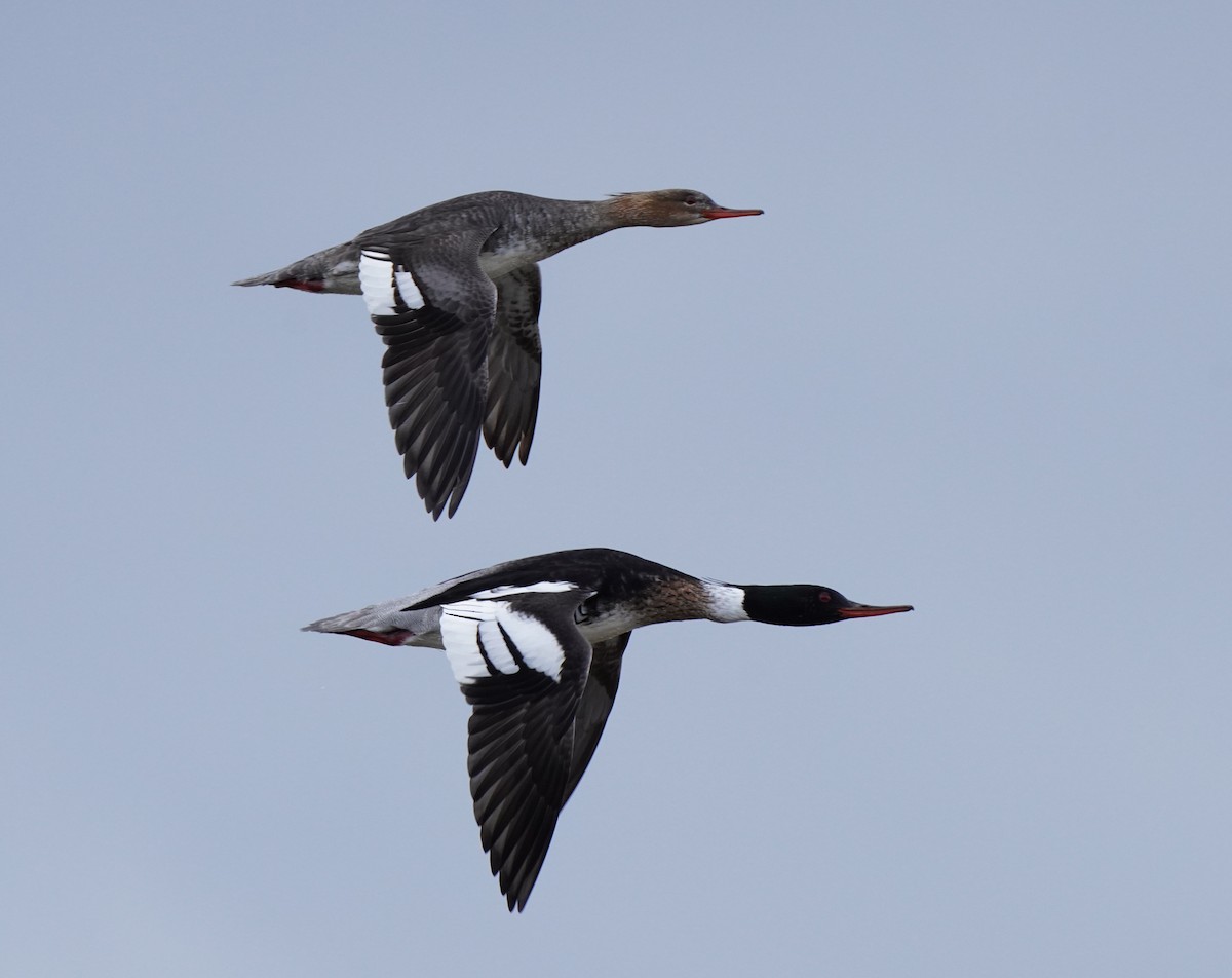 Red-breasted Merganser - Guillem De los Santos Pérez