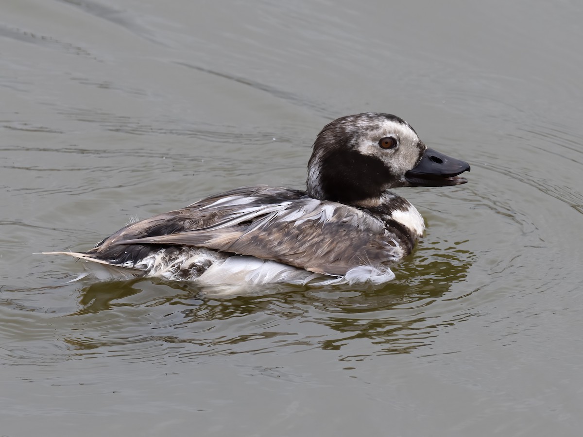 Long-tailed Duck - Robert Hamilton
