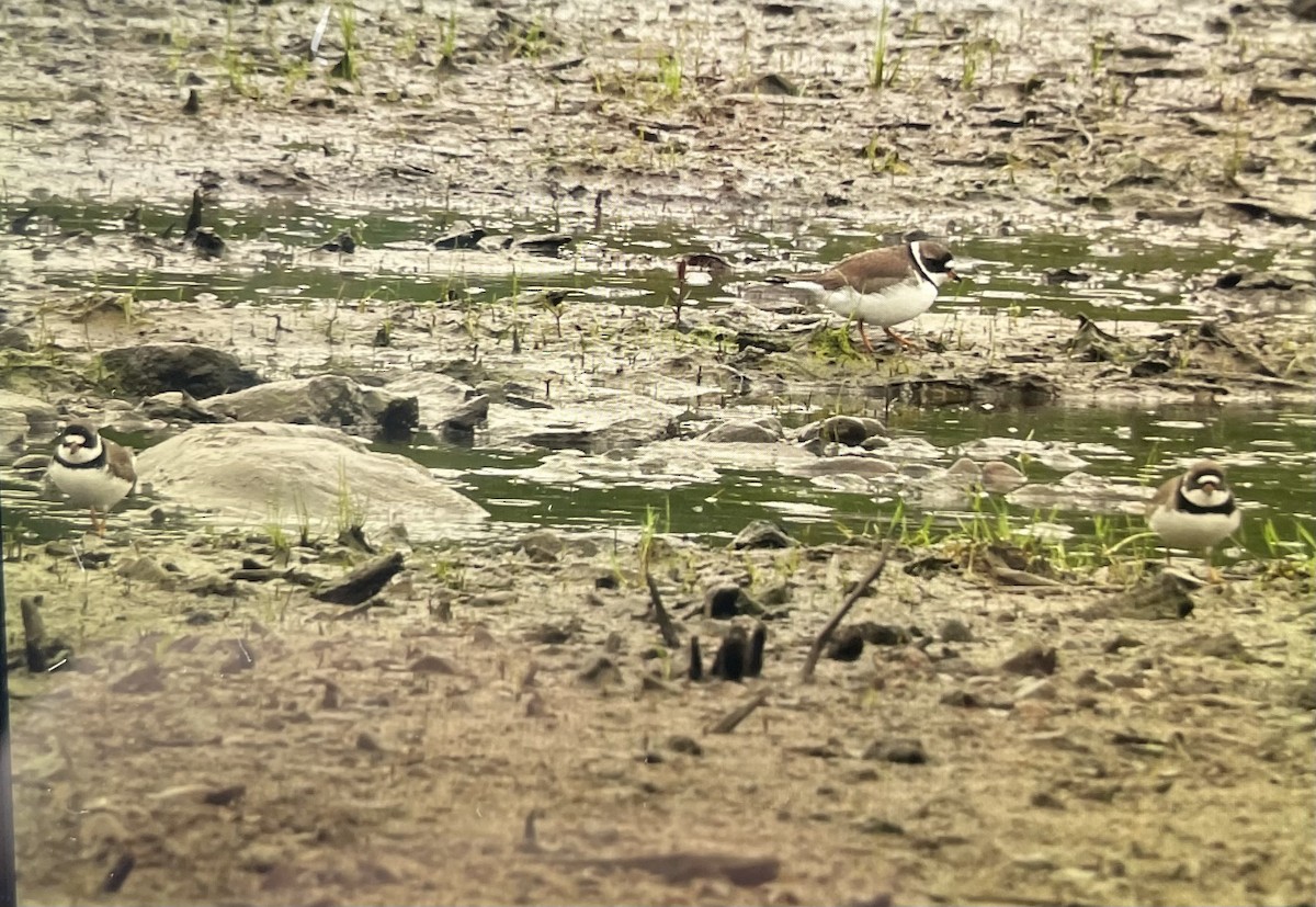 Semipalmated Plover - ML619244845