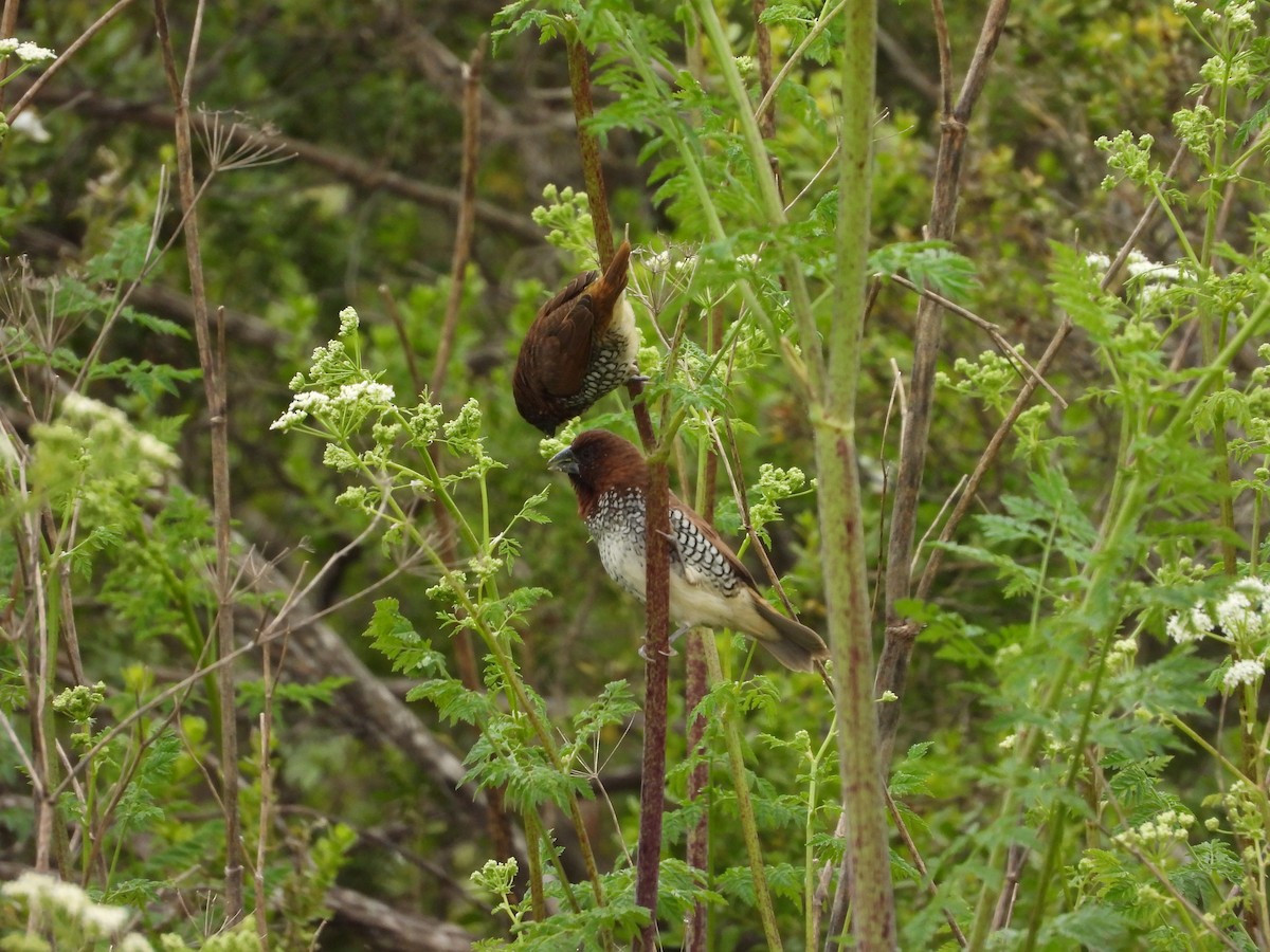 Scaly-breasted Munia - Christine Hogue