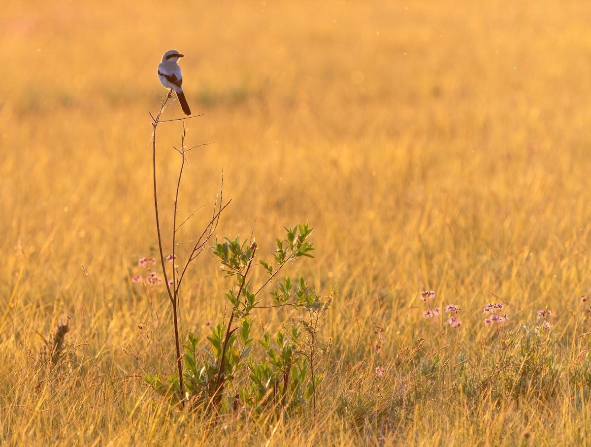 Great Gray Shrike - Stephen Menzie