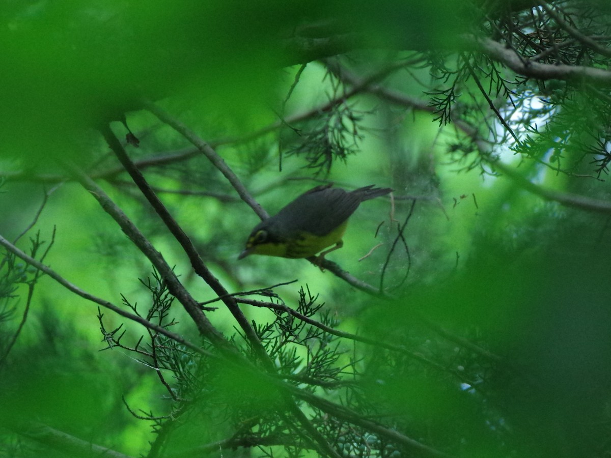 Canada Warbler - Aaron Rushin