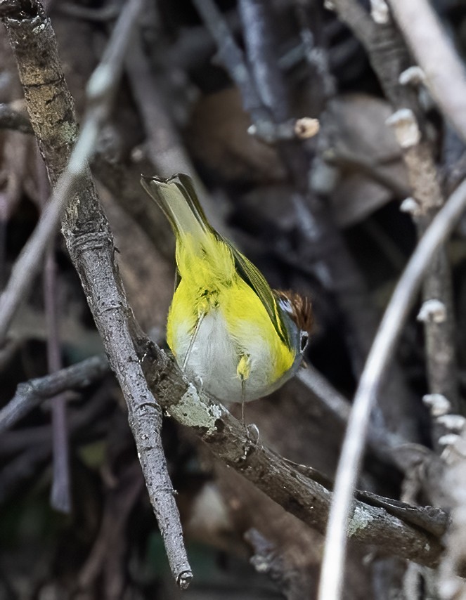 Chestnut-crowned Warbler - Peter Seubert