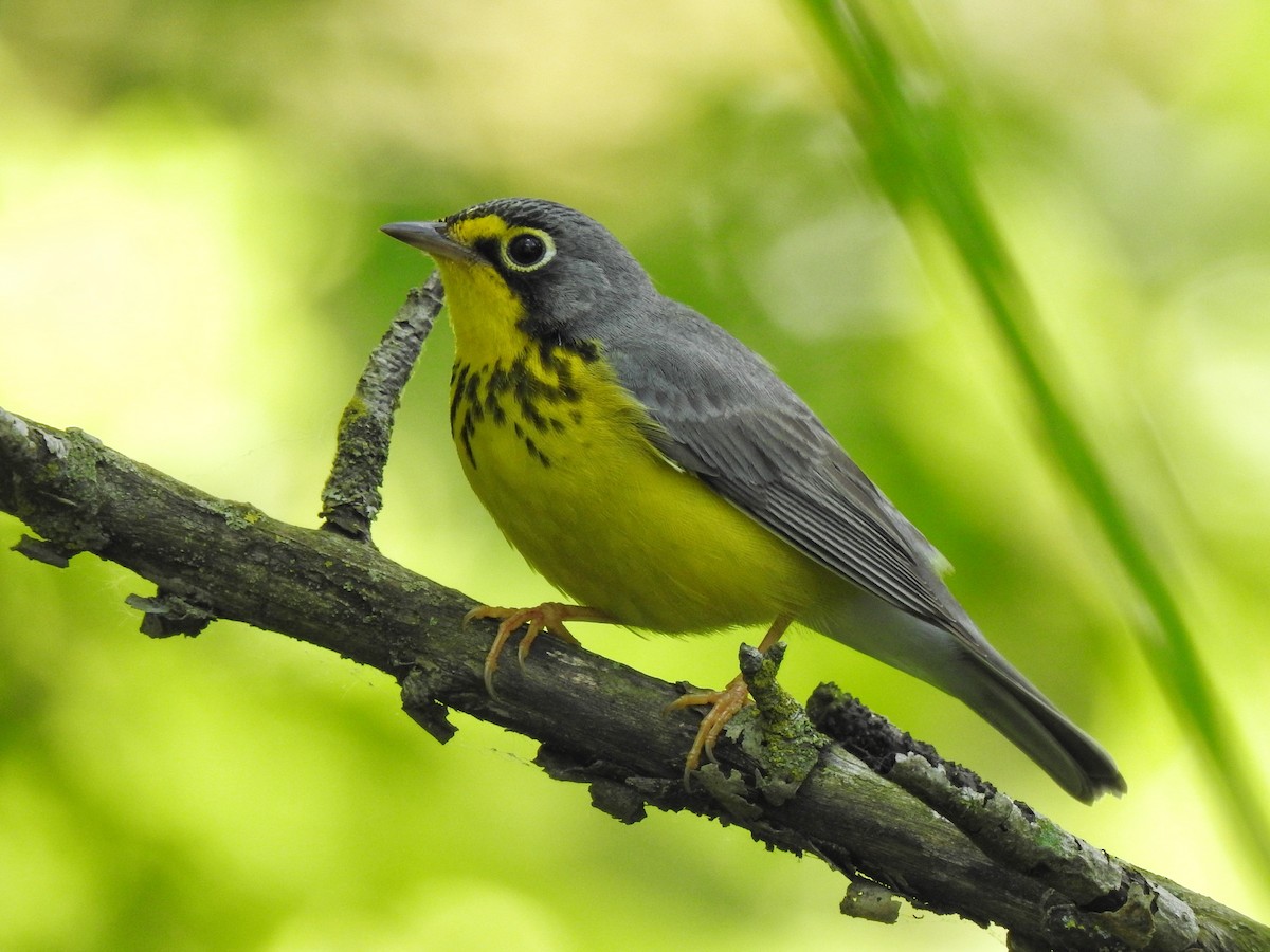 Canada Warbler - Xiaolin Yue