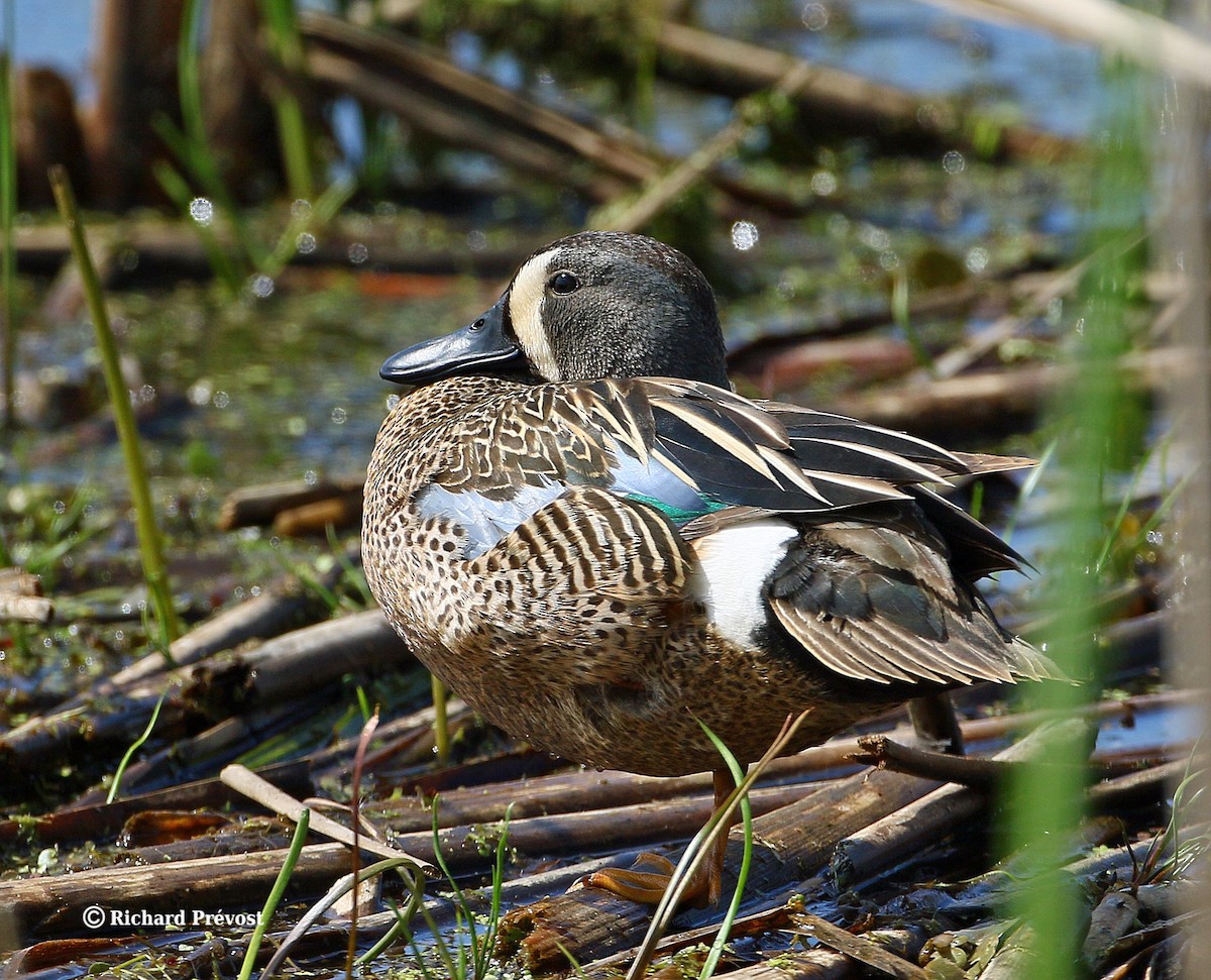 Blue-winged Teal - Richard Prévost