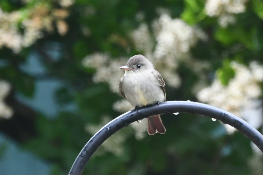 Eastern Wood-Pewee - Margie Gomez