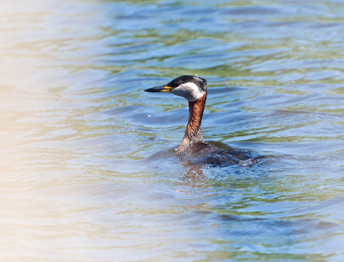 Red-necked Grebe - Stephen Menzie