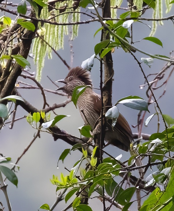 Striated Laughingthrush - Peter Seubert