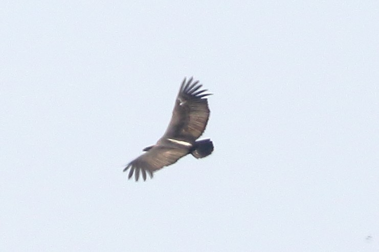 White-rumped Vulture - ML619244934