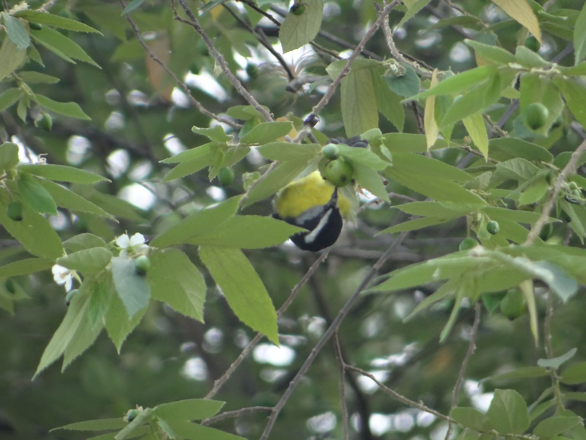 Bananaquit - Cristian Meneses