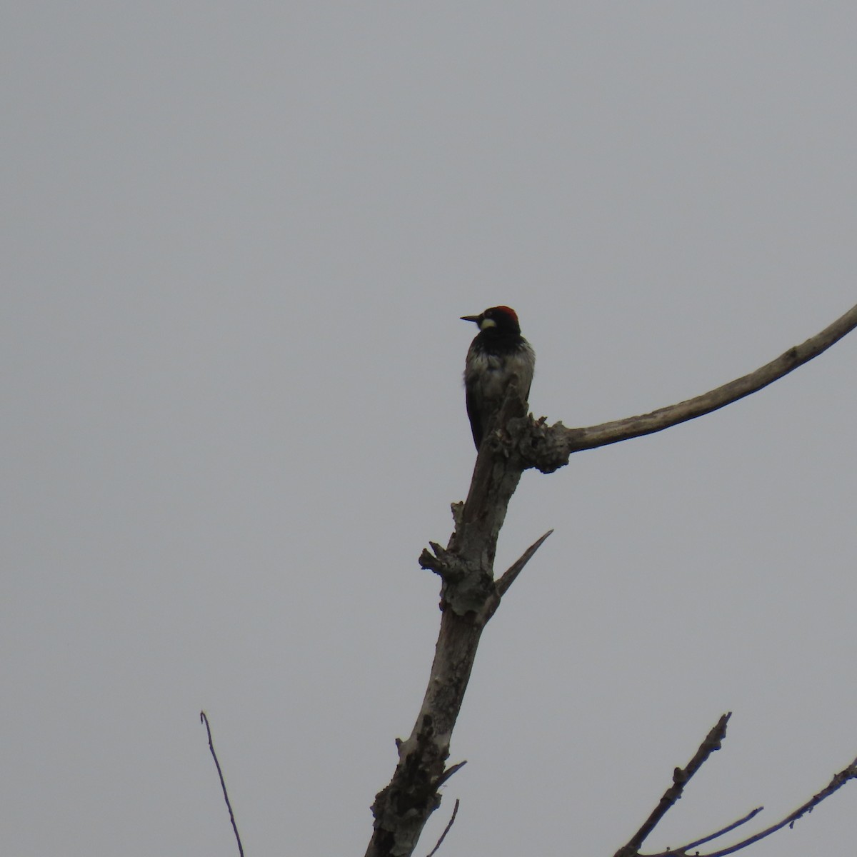 Acorn Woodpecker - Brian Nothhelfer