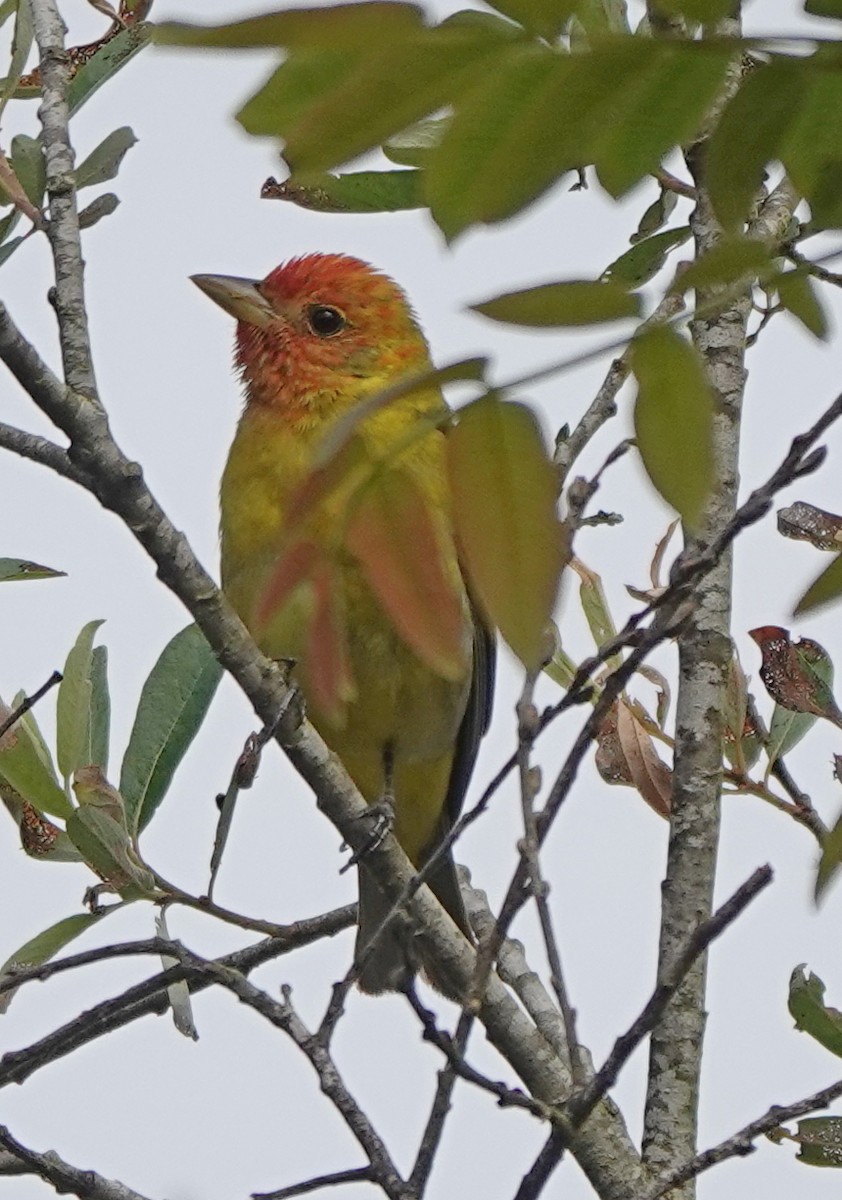 Western Tanager - Adrian O'Loghlen