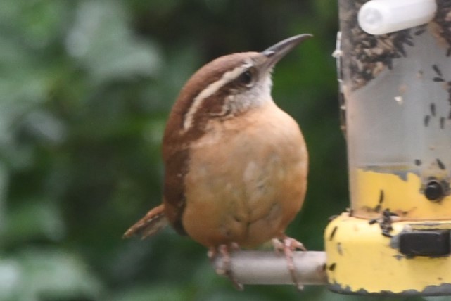 Carolina Wren - Margie Gomez