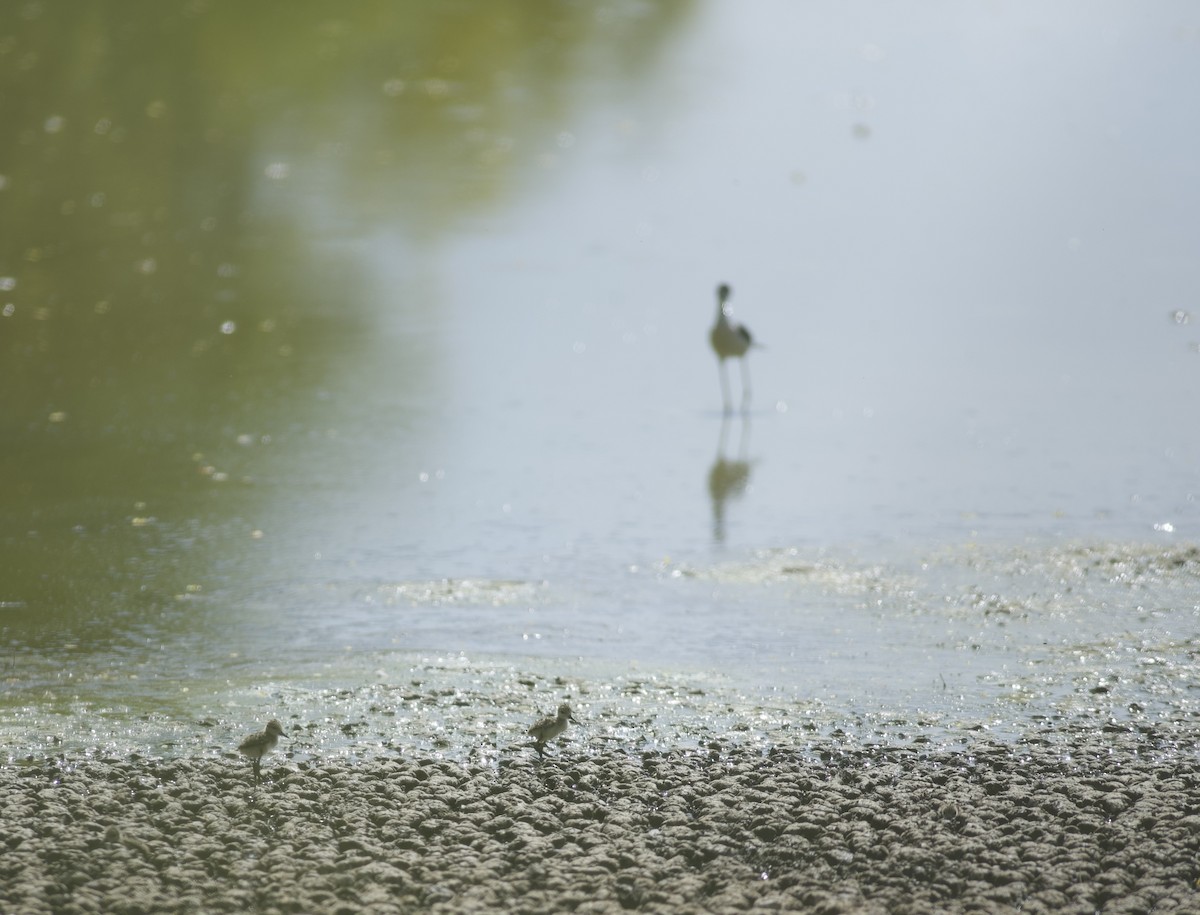 Black-necked Stilt (Black-necked) - Robert Carter