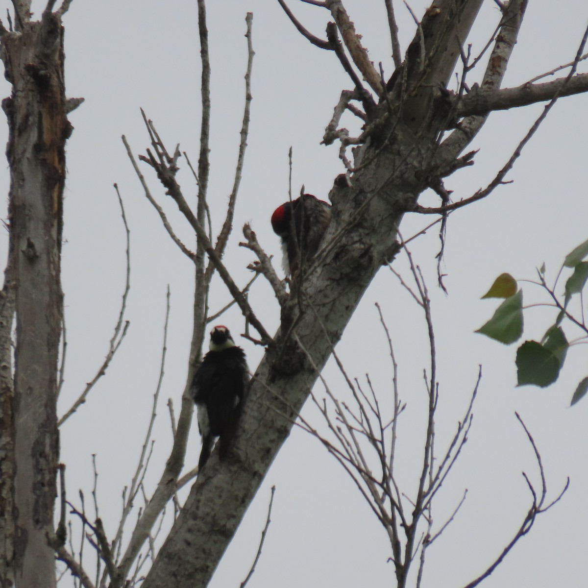 Acorn Woodpecker - Brian Nothhelfer