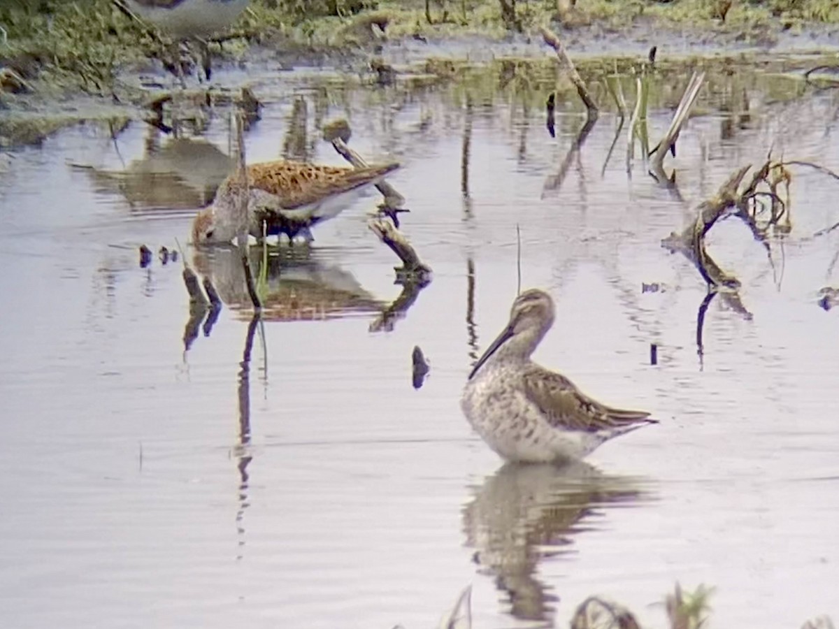 Stilt Sandpiper - Marcus Roening