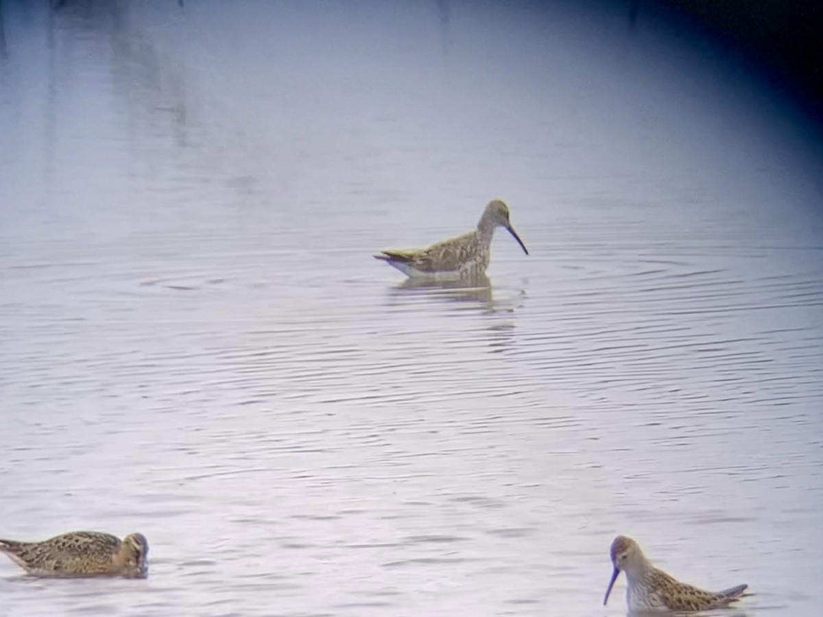 Stilt Sandpiper - ML619245003