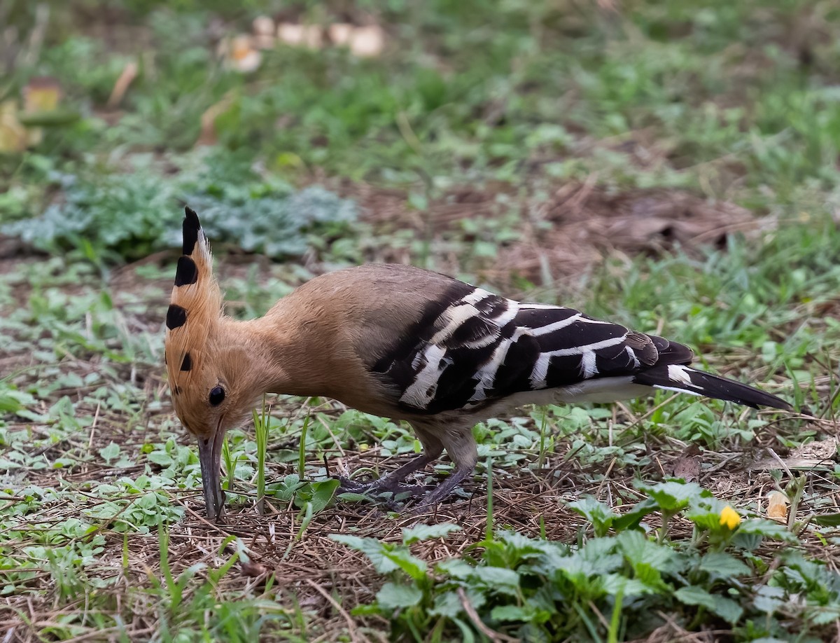 Eurasian Hoopoe - Peter Seubert