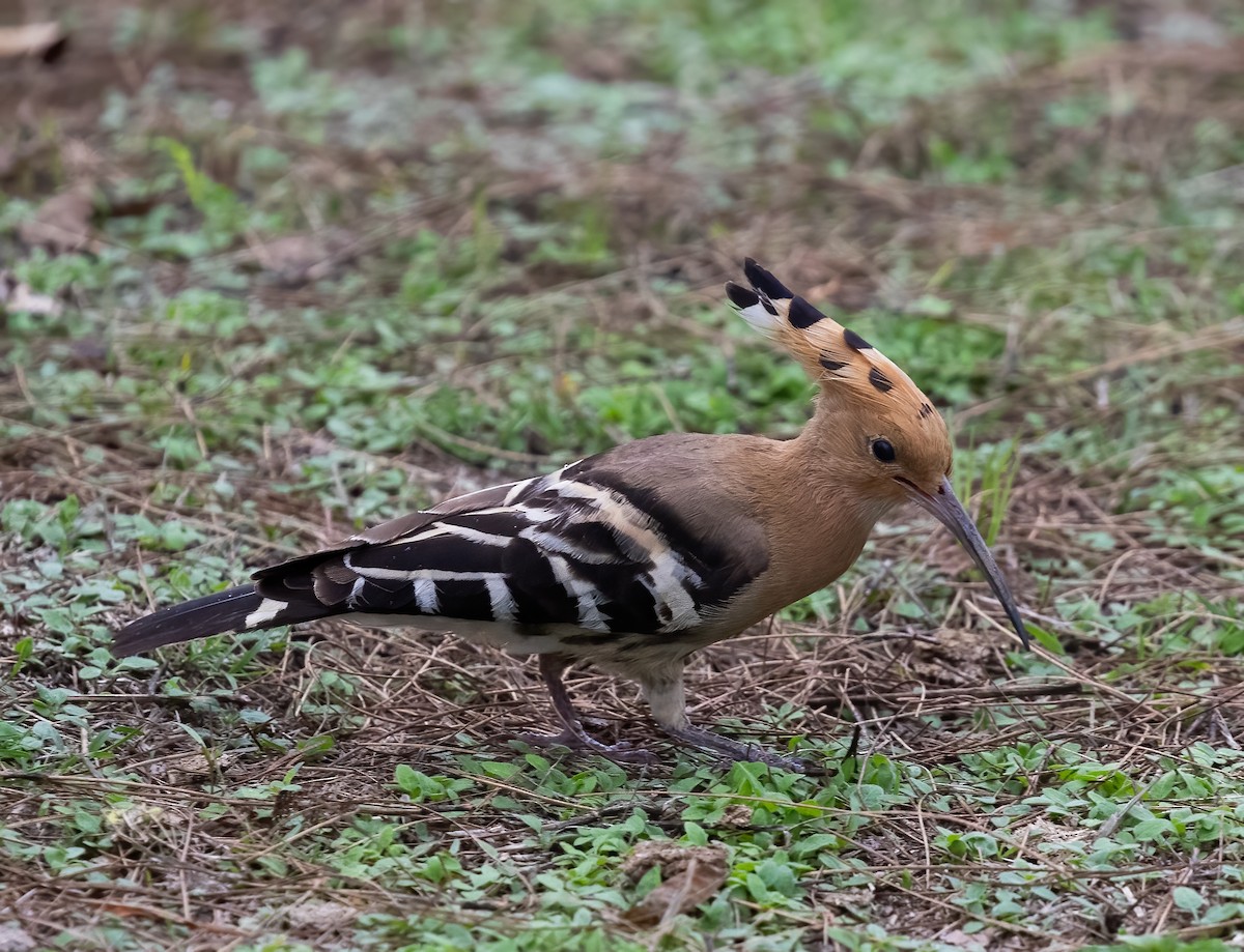 Eurasian Hoopoe - ML619245006